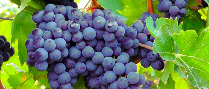 Resultado de imagen de uvas de vino