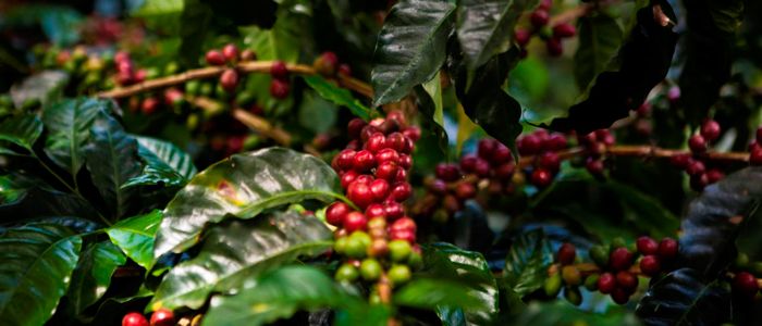 Nespresso plantará café en antiguas zonas en conflicto de Colombia