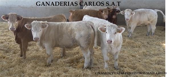 CARNES NATURALES CARLOS
