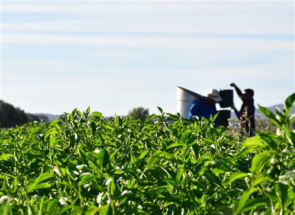 El crecimiento de la agricultura orgánica en España: Región de Murcia