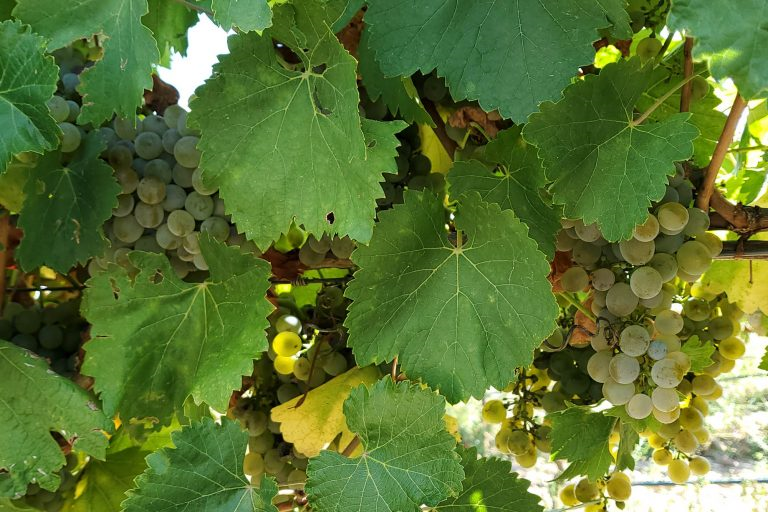 Isabel I Verdejo: La Reina y la reina