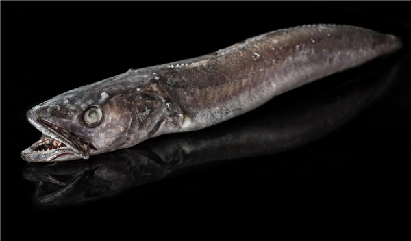 MERLUZA DEL CANTABRICO