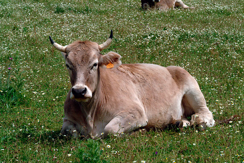 Macho castrado, de raza Parda de Montaña, con más de 48 meses en el momento del sacrificio Macho castrado, de raza Parda de Montaña, con más de 48 meses en el momento del sacrificio